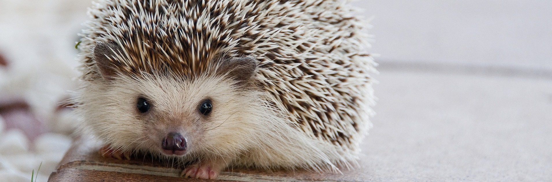 hedgehog