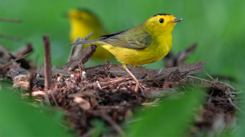 Wilson's Warblers nesting in the UW Tacoma Giving Garden attest to the role it serves as a haven for wildlife of all sorts in the midst of downtown Tacoma.