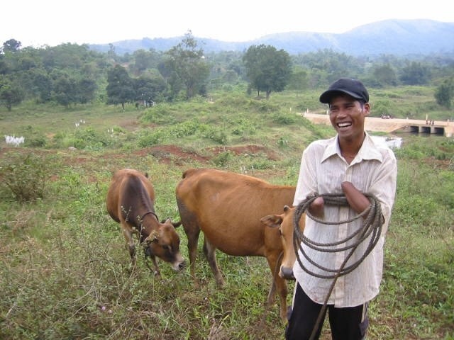 peace-trees-ho-van-kim-w-cows