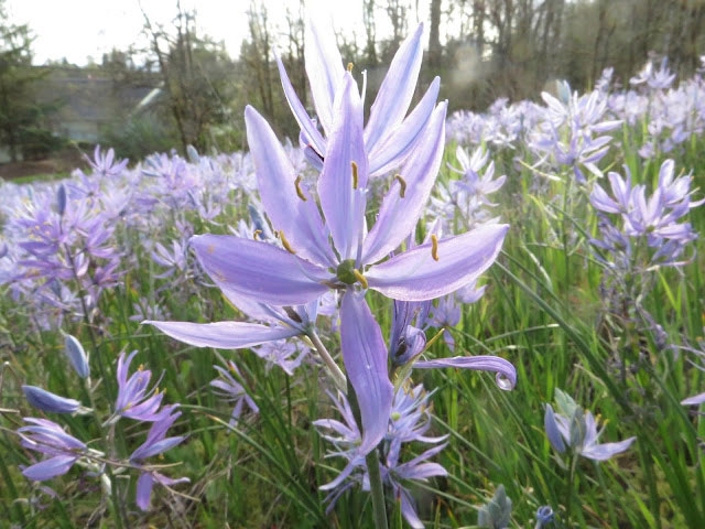 Camas flower