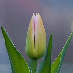 Tulip blooming on UW Tacoma campus