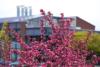 Cherry Blossoms on Campus