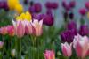 Beautiful spring flowers on campus at UW Tacoma, 2021