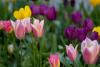 Pink, purple and yellow tulips with greenery in background