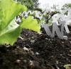 Photo of W statue embedded in soil with plants